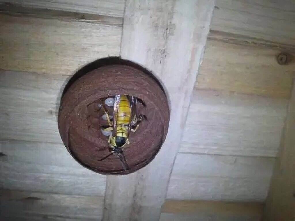 黑盾蜂王葫蜂黑盾王/可以在树上养殖，可木箱养殖，可在土里养，不会上树，蜂蛹饱满，成活率高，建巢率高、适合新手养殖