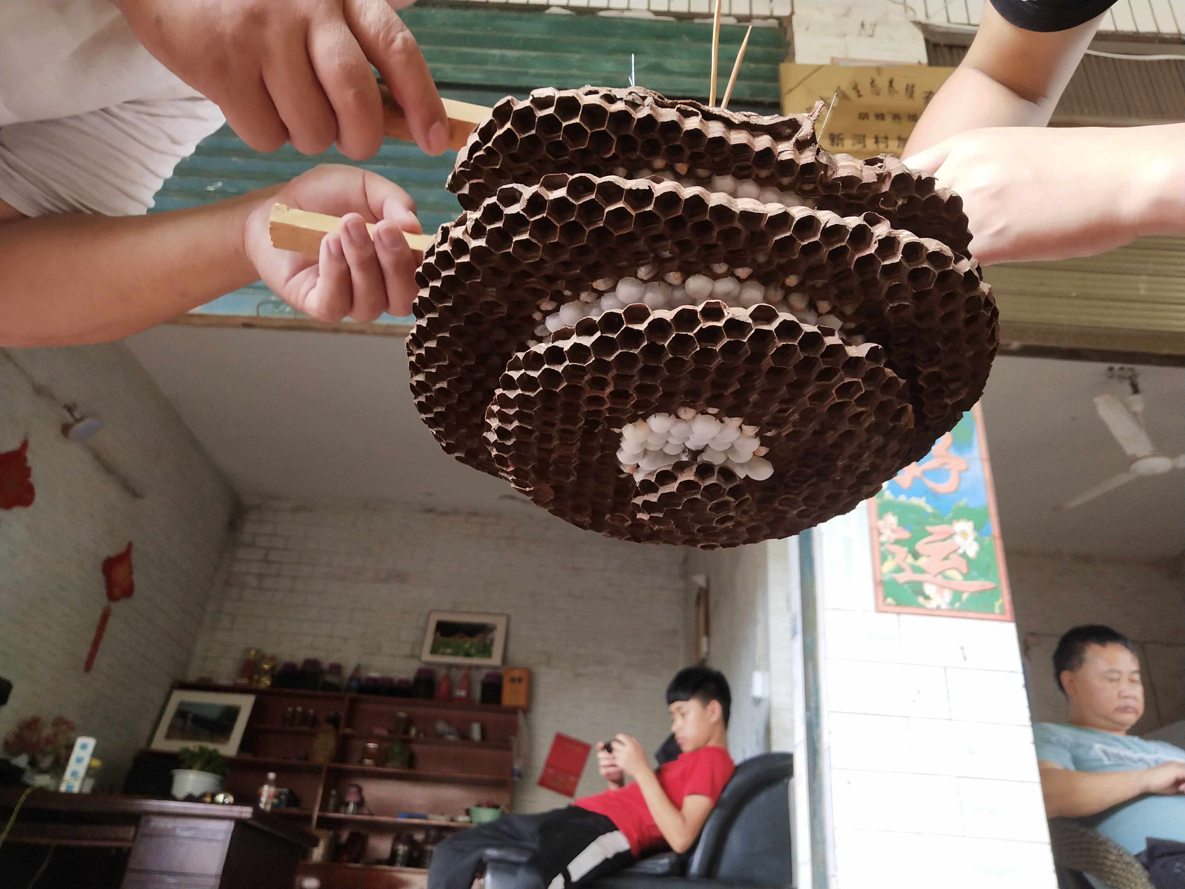 红娘虎头蜂 金环虎头蜂 标准群