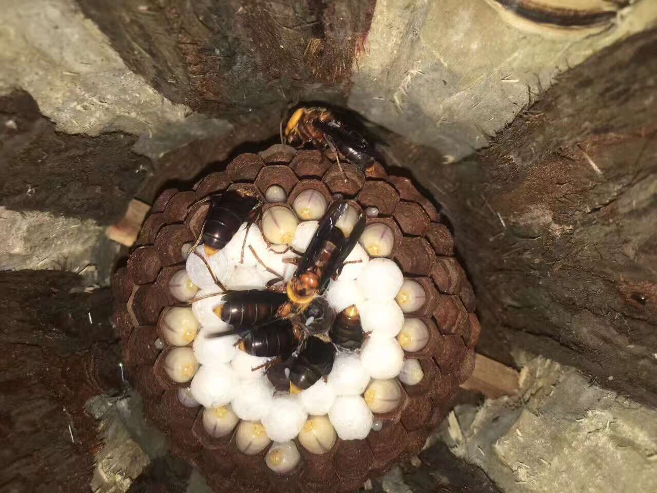 红娘虎头蜂标准群大黑虎头蜂标准群金环虎头蜂标准群预订中