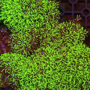 荧光绿草皮珊瑚长须北海无毒LPS珊瑚皮实软体珊瑚新手海缸生物