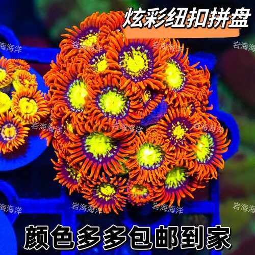 炫彩纽扣拼盘大种lps软体珊瑚活体海缸纽扣新手入门珊瑚包邮到家