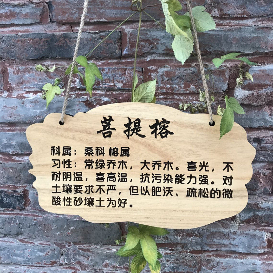 树木认养牌鲁神匠实木幼儿园图片