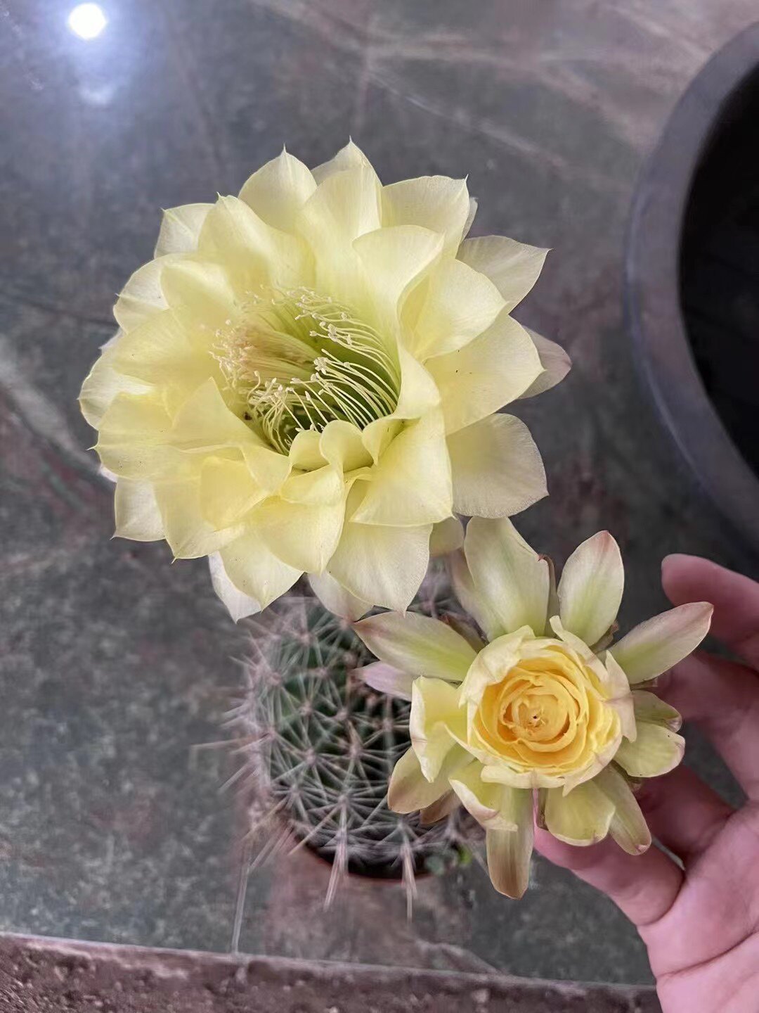 优选彩草 黄玫瑰 彩草仙人球 多肉植物 开花漂亮
