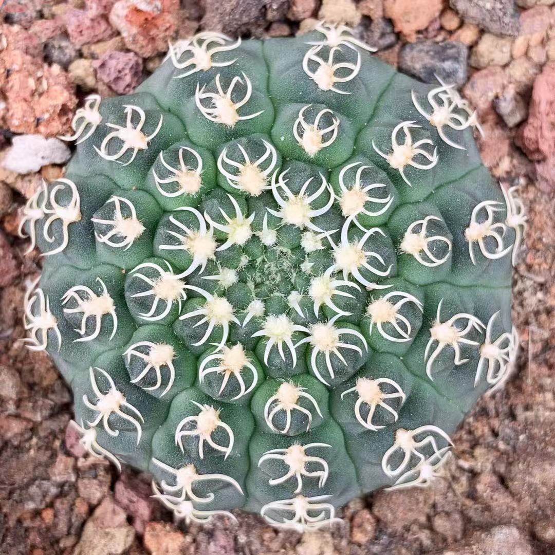 白刺瑞昌玉实生仙人球 稀有趴刺开白花不扎手好养活室内多肉植物