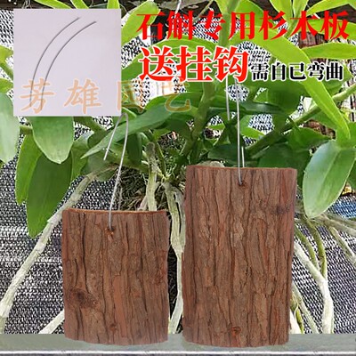 石斛蝴蝶兰种植板杉木板