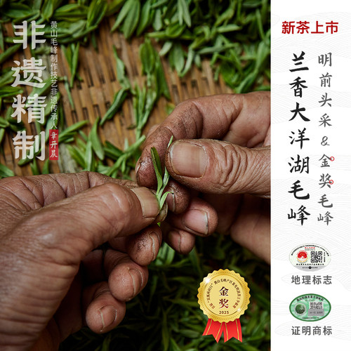 2025新茶上市兰香大洋湖头采毛峰