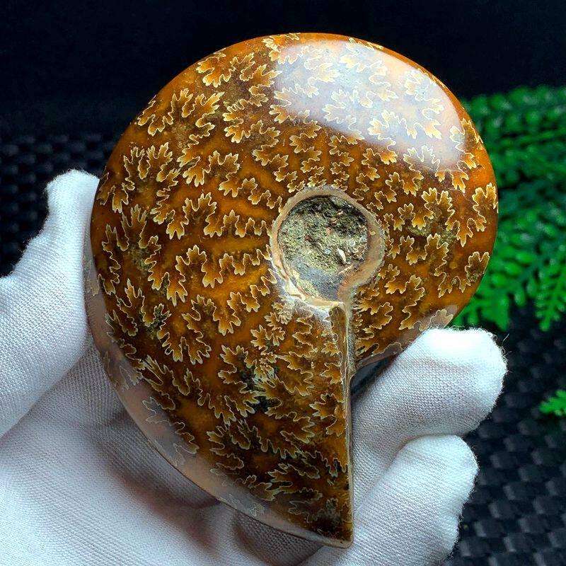 天然马达加斯海螺化石菊化螺化石摆件晶体通透228