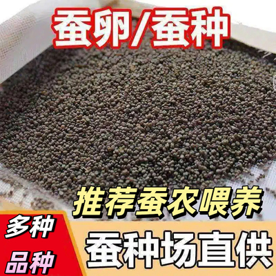 菁松皓月华康高产抗病优良种蚕卵