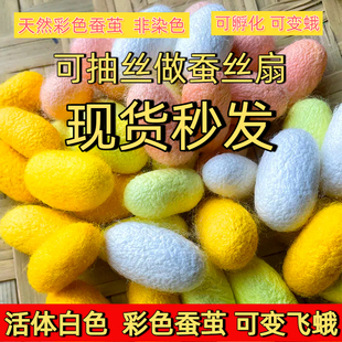 蚕茧鲜活活蛹蚕茧可孵化变蛾产卵活蚕茧新鲜彩色活蚕茧可抽丝做扇