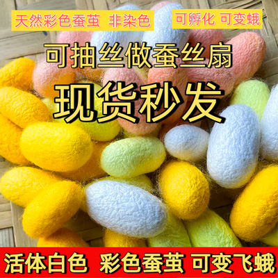 蚕茧鲜活活蛹可抽丝做扇