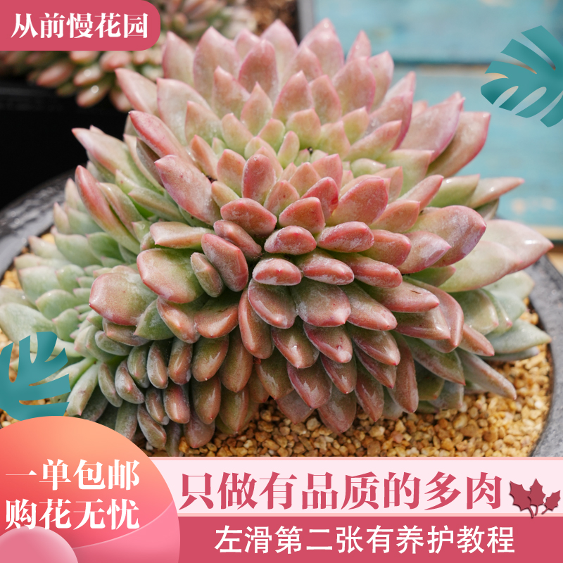 052-林雪缀-从前慢花园东云系多肉植物