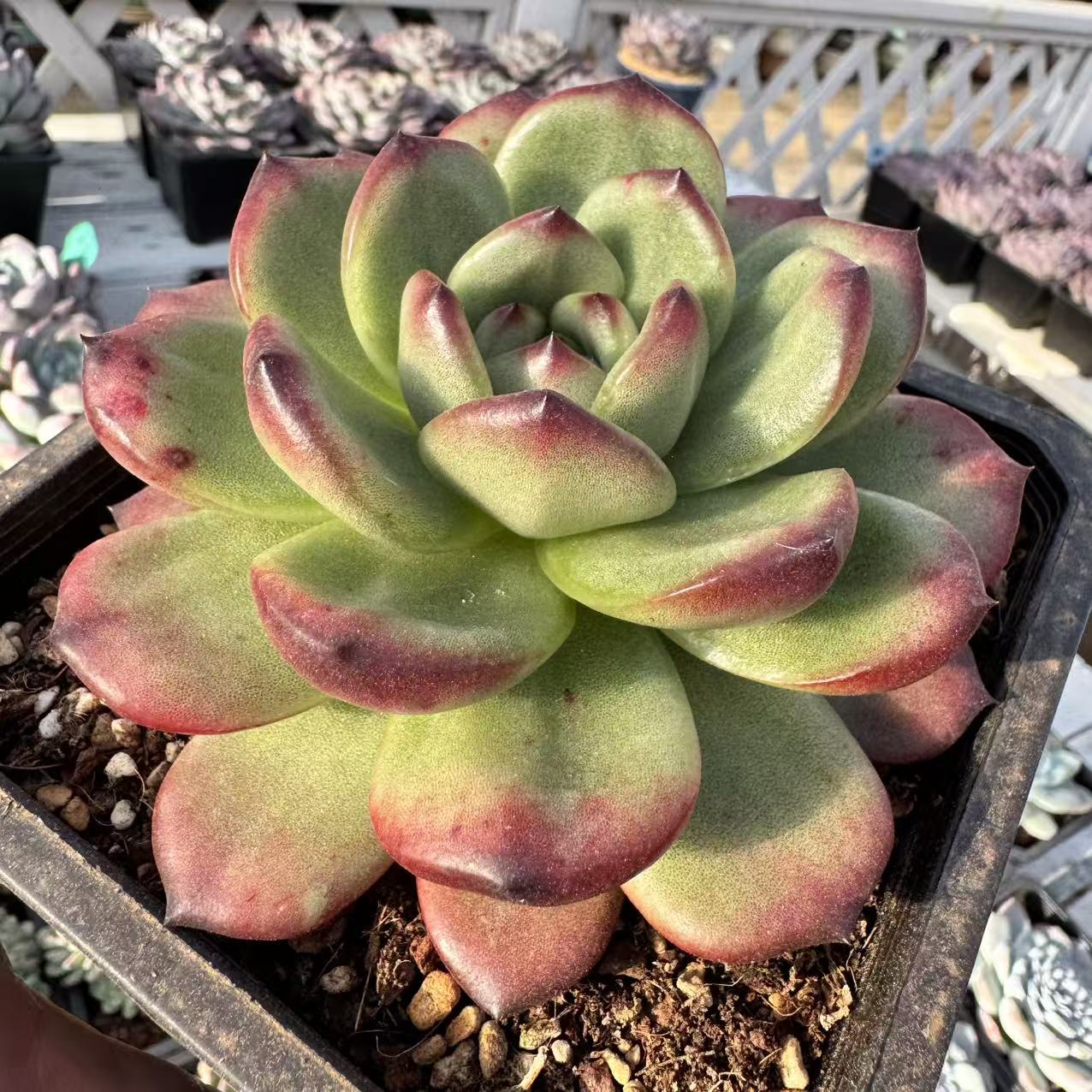 0111-TM大单头-从前慢花园东云系多肉植物