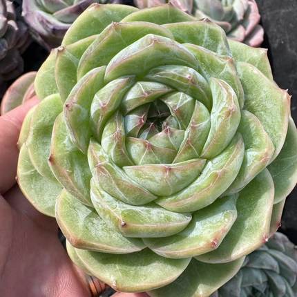 0113-雪花珍妮惊喜筐拍（2棵）-从前慢花园东云系多肉植物