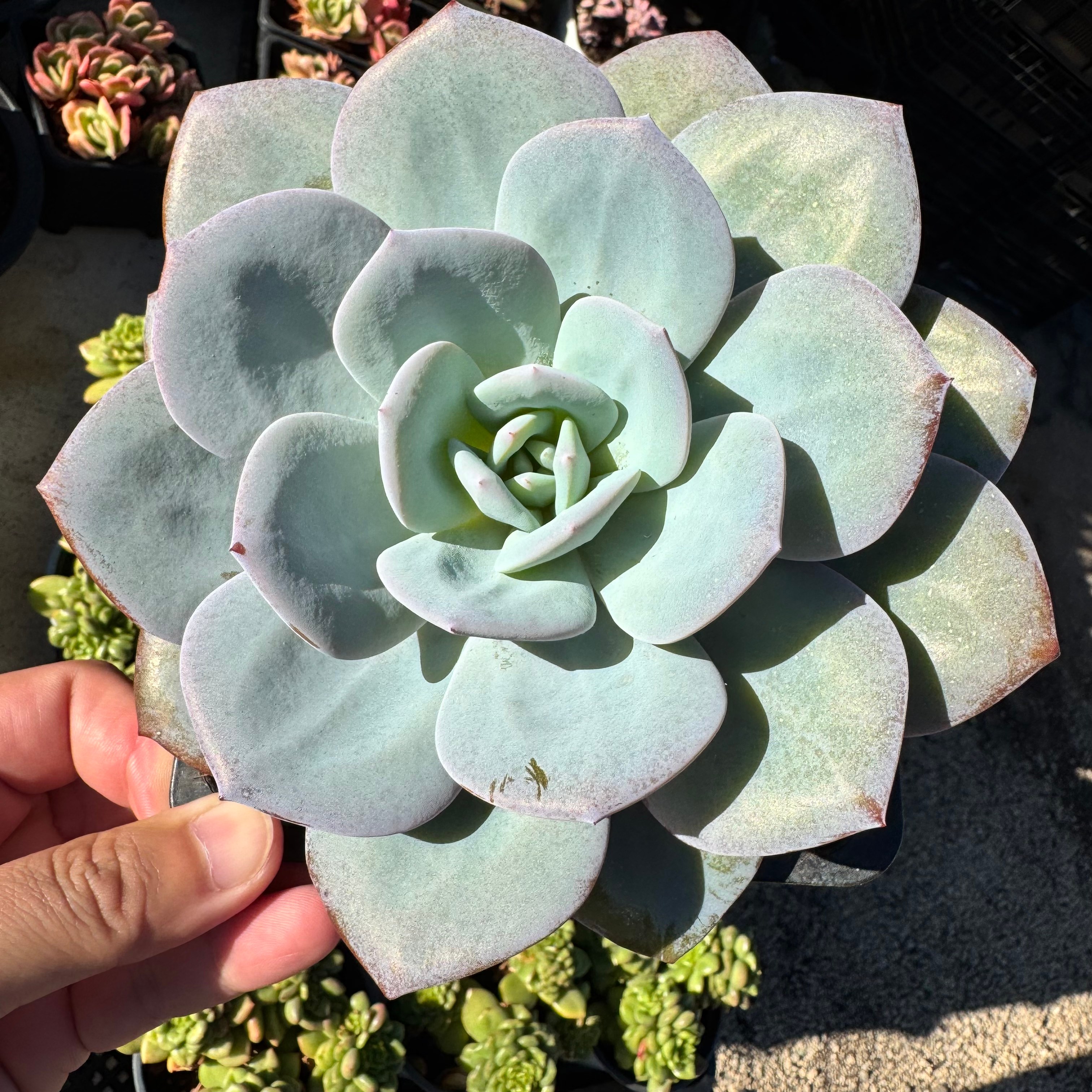 0100-奶茶大单头-从前慢花园东云系多肉植物