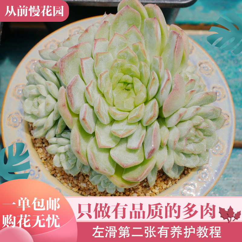 058-灵菊-从前慢花园东云系多肉植物