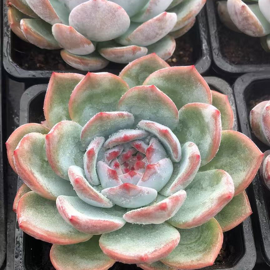 0121-雪橙-从前慢花园东云系多肉植物