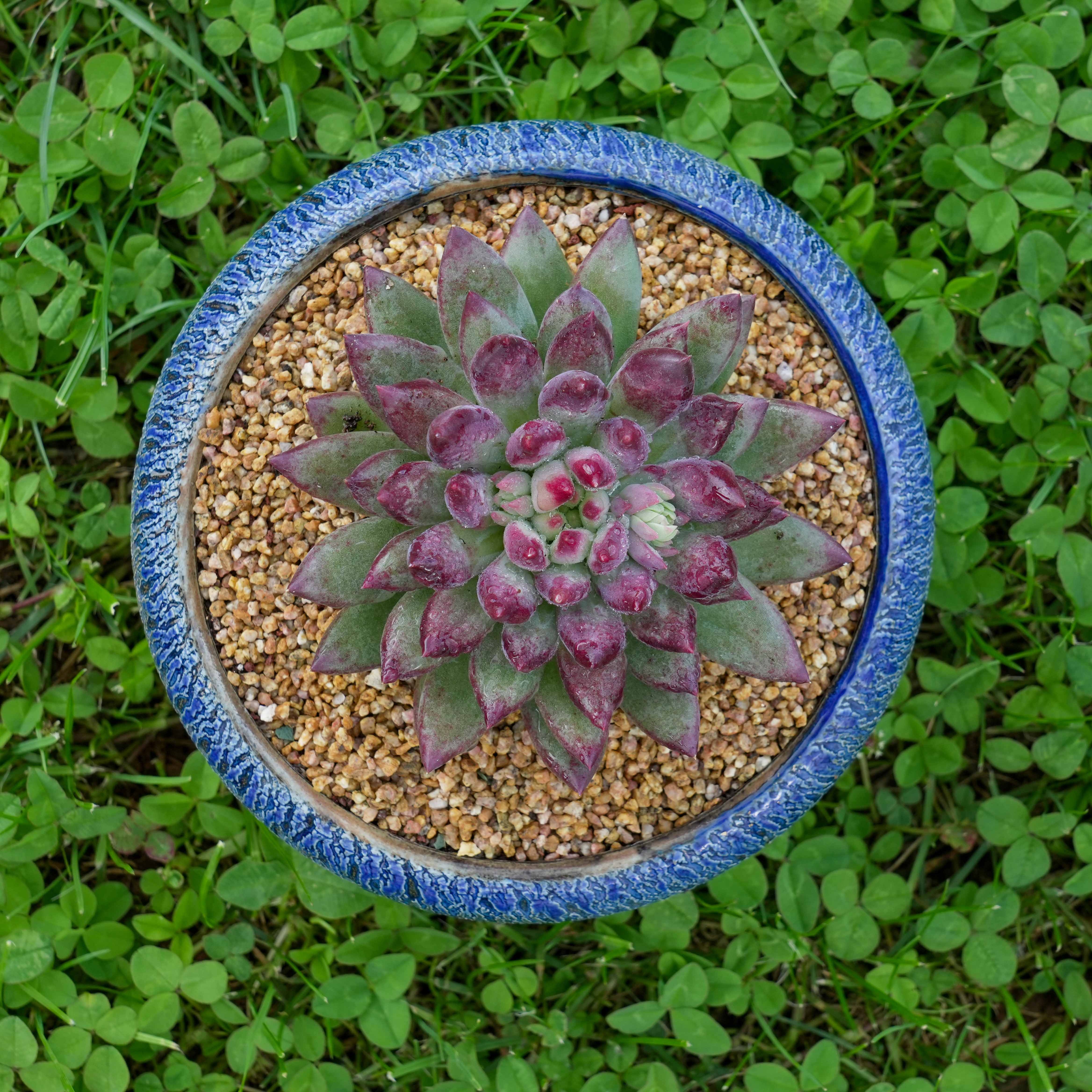 0138-胖体二代虞美人-从前慢花园东云系多肉植物