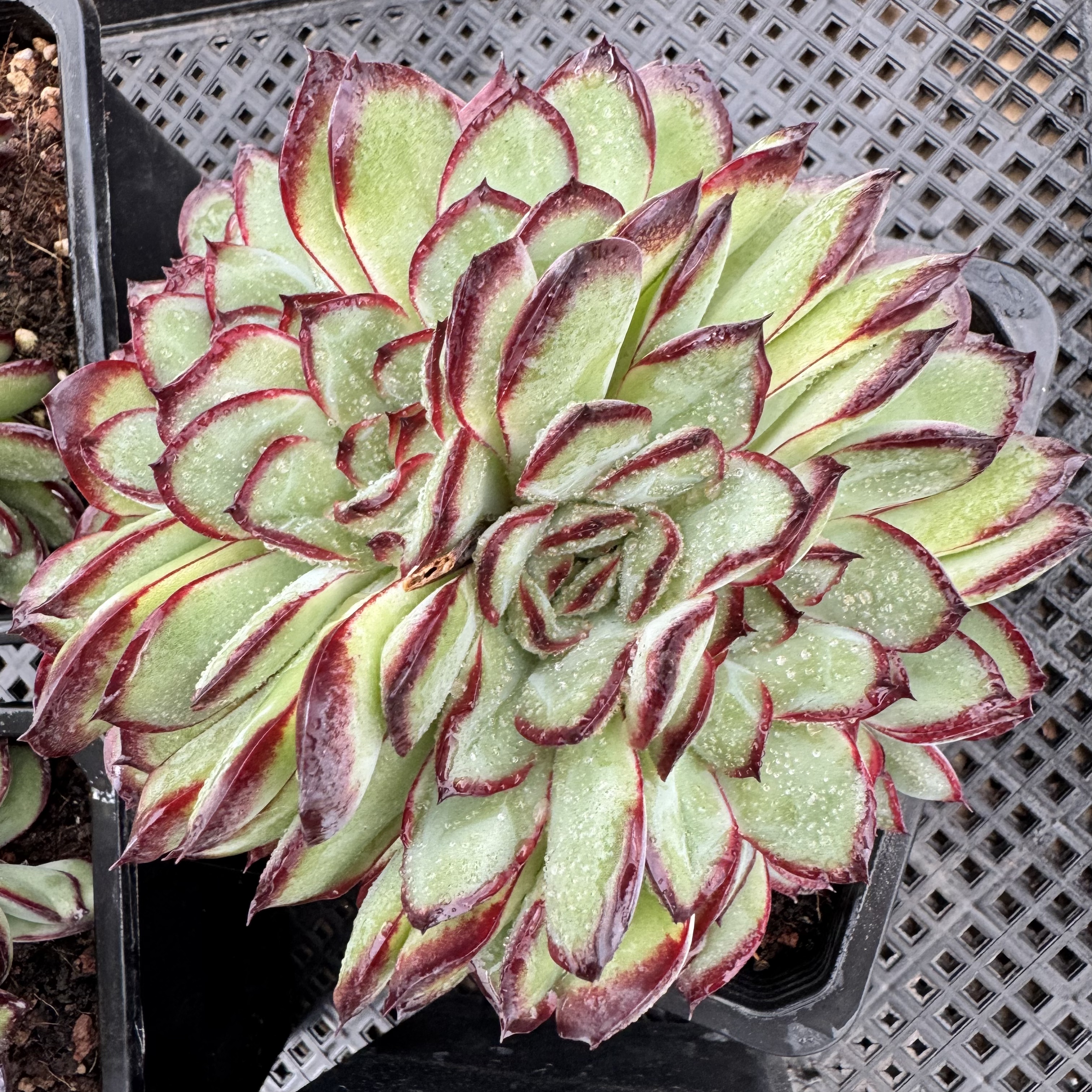 096-肉酱玫瑰墨西哥灵影-从前慢花园东云系多肉植物