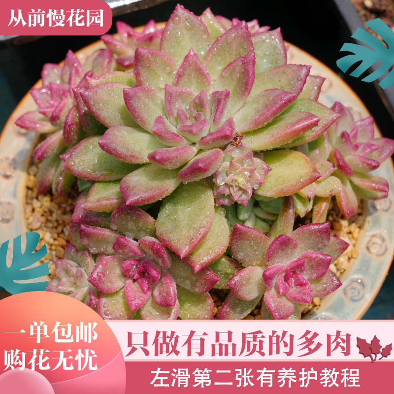 067-欧米娜-从前慢花园东云系多肉植物