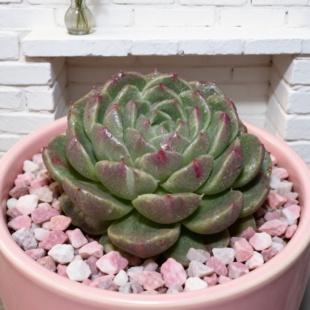 0156-阿拉斯陨石（锦）-从前慢花园东云系多肉植物