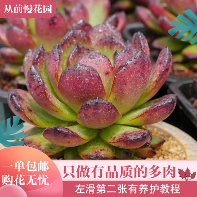 035-TM宝石-从前慢花园东云系多肉植物