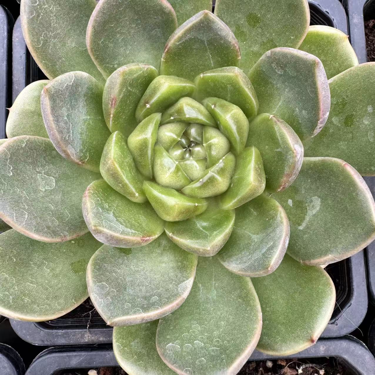 0151-蓝水鬼（珍妮宝石)-从前慢花园东云系多肉植物