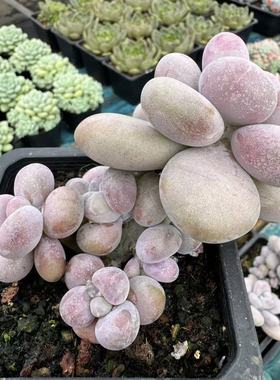 0147-腰子蛋（笑版）-从前慢花园东云系多肉植物