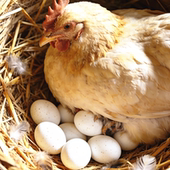 正宗农家土鸡蛋新鲜宜昌自养野外散养纯粮土鸡蛋农村柴鸡蛋草鸡蛋