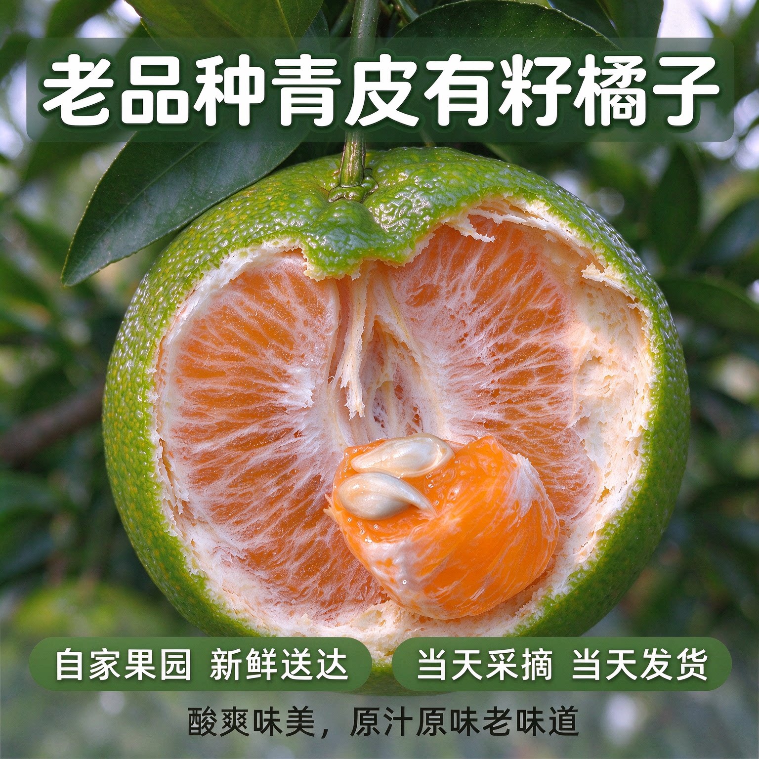 宜昌青皮酸橘有籽手剥5斤现摘