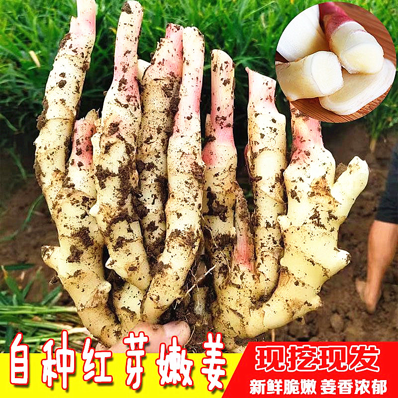 云南现挖现发新鲜嫩姜包邮