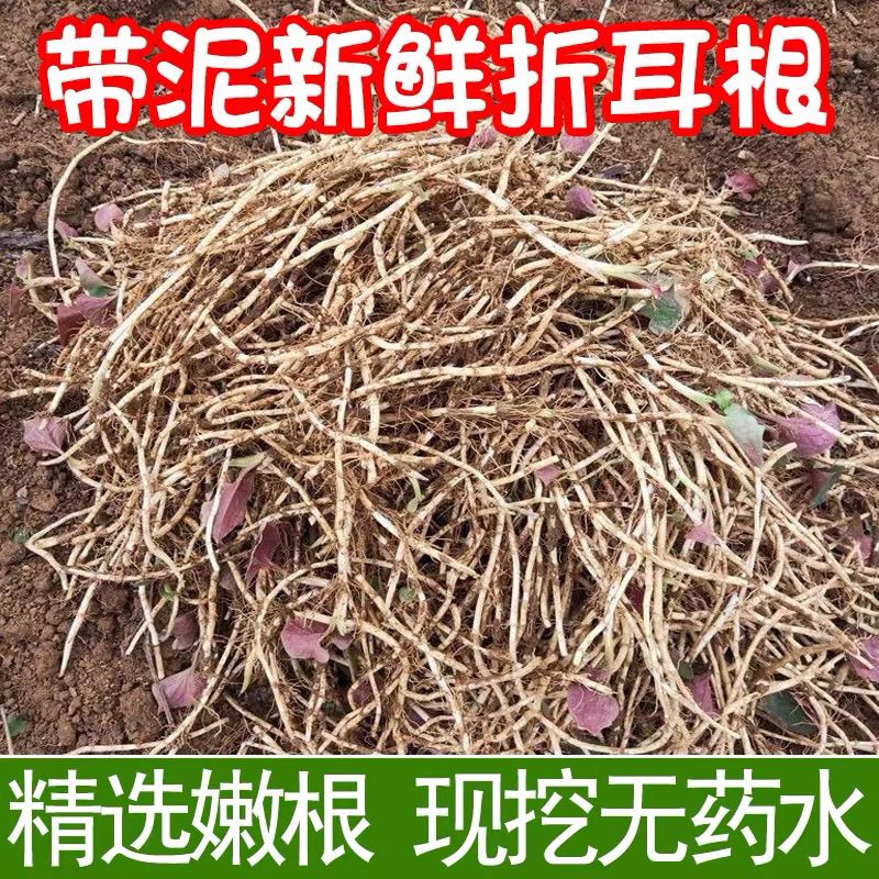 湖北新鲜现挖带泥鱼腥草包邮