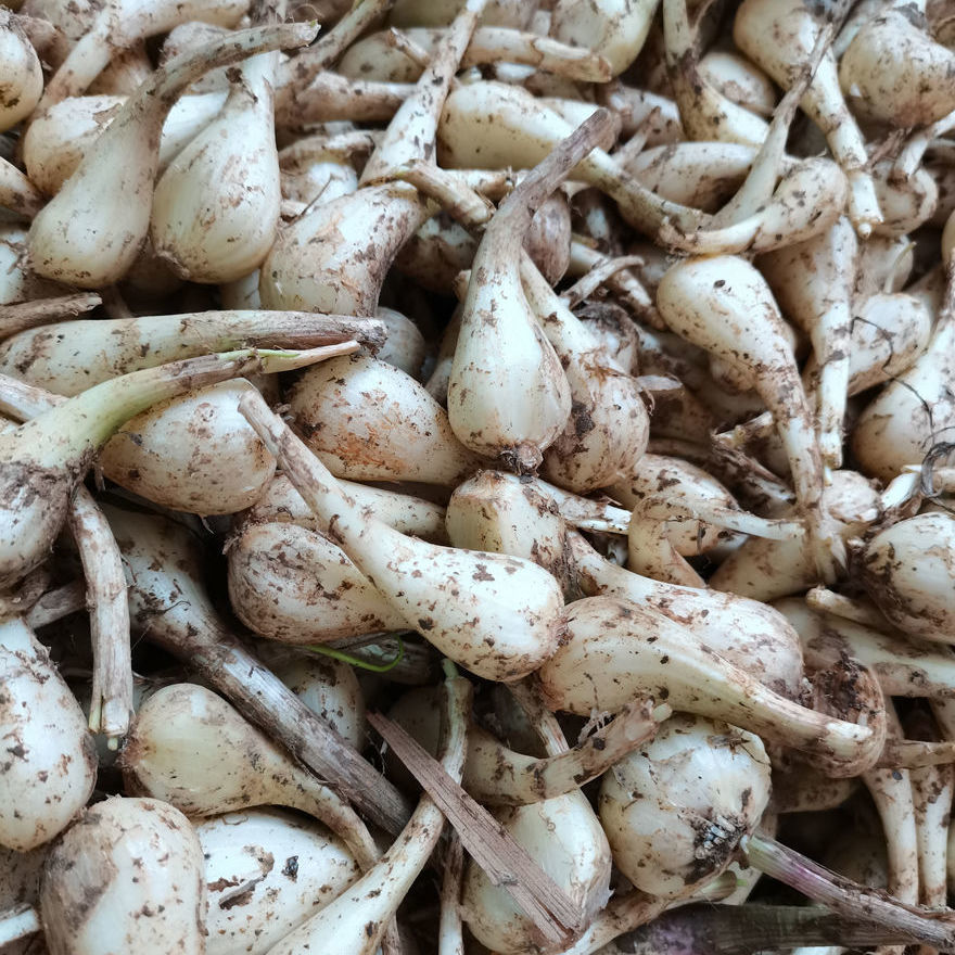 带叶藠头湖南邵阳荞头新鲜茭头