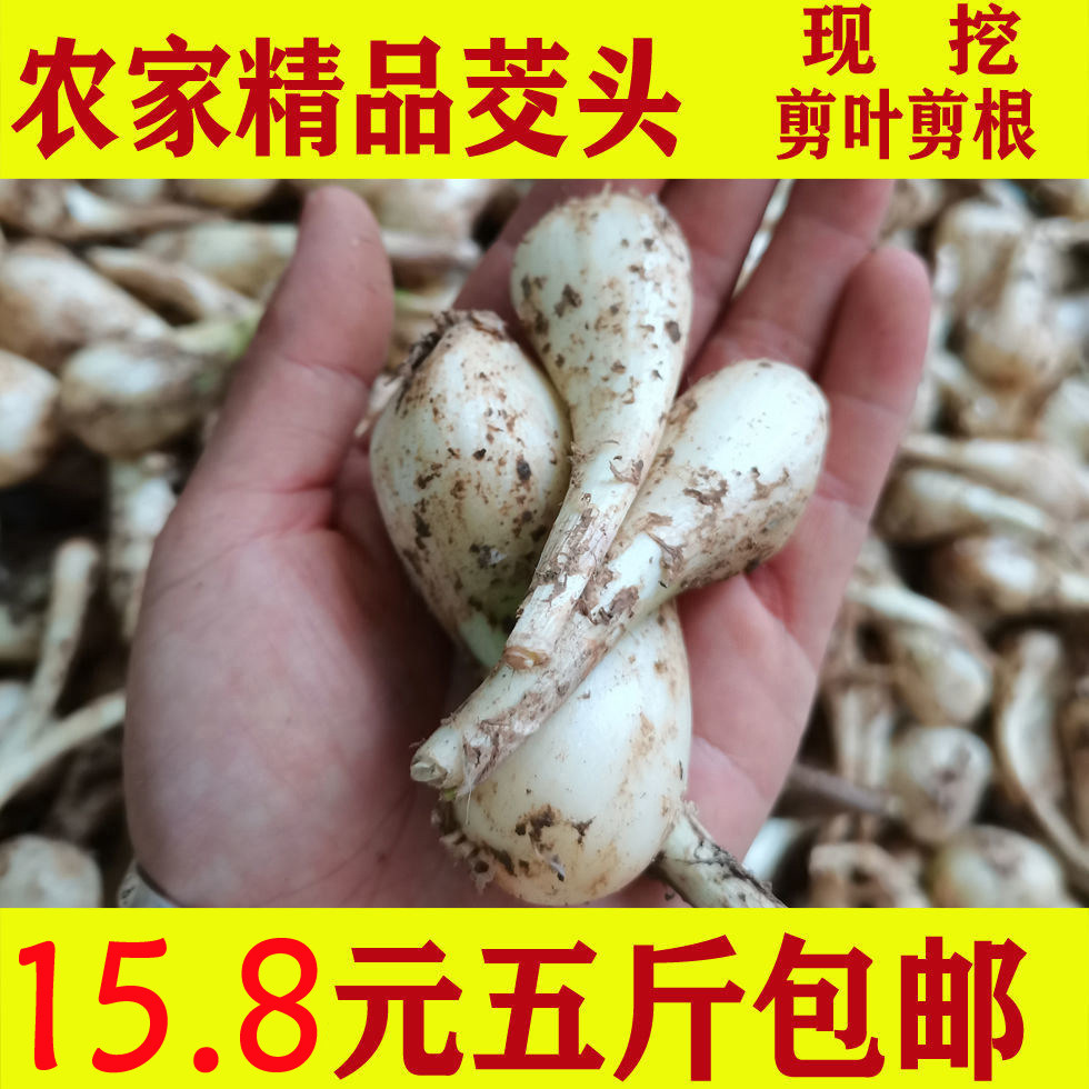 新上市藠头新鲜湖南邵阳带叶小荞头 现挖 小茭头 剪叶剪根 茭头