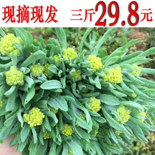 新鲜鼠曲草 清明菜草 佛耳草 水牛花  清明果团材料   绒毛草