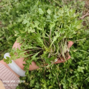 农家新鲜野地米菜 荠菜花草整棵地菜花野菜煲汤 包饺子料