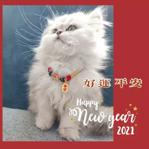 Оригинальный защитный амулет, браслет из красной нити, чокер, шарф, колокольчик, аксессуар, ожерелье, домашний питомец, кот, на удачу