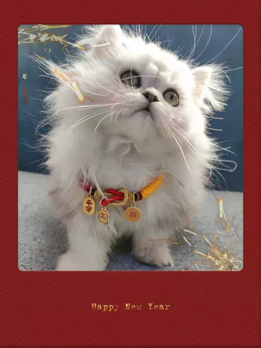 Оригинальный защитный амулет, браслет из красной нити, чокер, шарф, колокольчик, аксессуар, ожерелье, домашний питомец, кот, на удачу