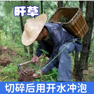 大三阳小的三阳熬夜上火转氨酶多种阴草晒干切碎一天的量可煎可泡