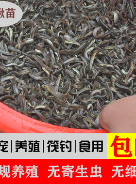 台湾小泥鳅苗鲜活喂养体饲料鱼龙鱼钓鱼东北青鳅本地圆鳅养殖淡水