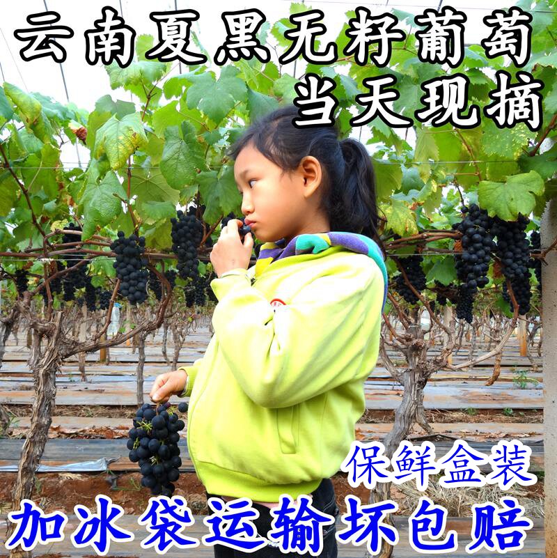 小杨自采 云南蒙自夏黑葡萄当季新鲜无籽葡萄酸甜可口3斤包邮