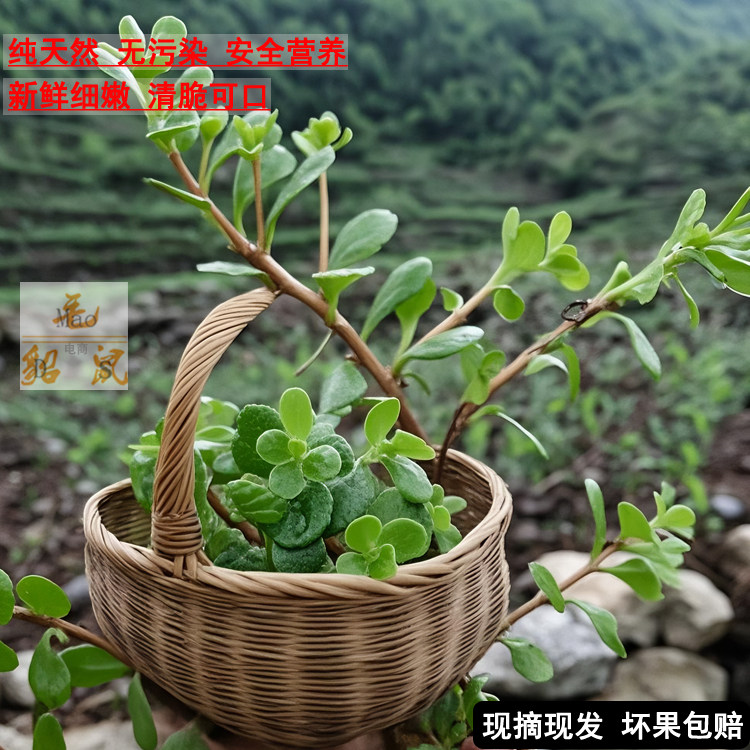 野生凹叶景天新鲜嫩叶可凉拌食用野菜山珍天然无污染养生豆瓣菜
