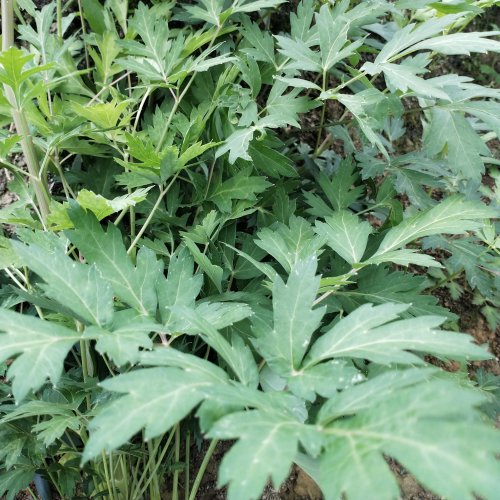 姨妈菜贵州姨妈菜贵州野生白花前胡蔬菜小时候的味道新鲜深山野菜