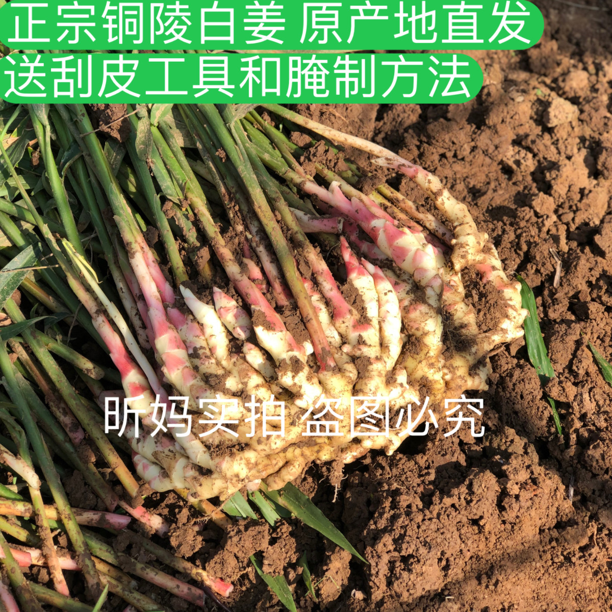 新鲜正宗铜陵生姜 铜陵白姜 嫩仔姜嫩姜芽原产地直发 9月初发货