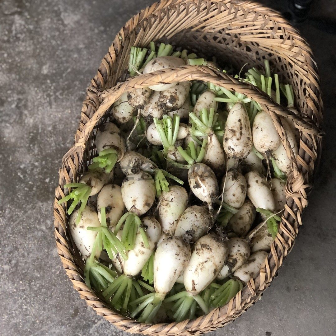 农家自种老品种萝卜 小萝卜 白萝卜 5斤装,水产肉类/新鲜蔬果/熟食,萝卜/胡萝卜,淘宝优惠券,粉丝福利购,淘宝优惠卷