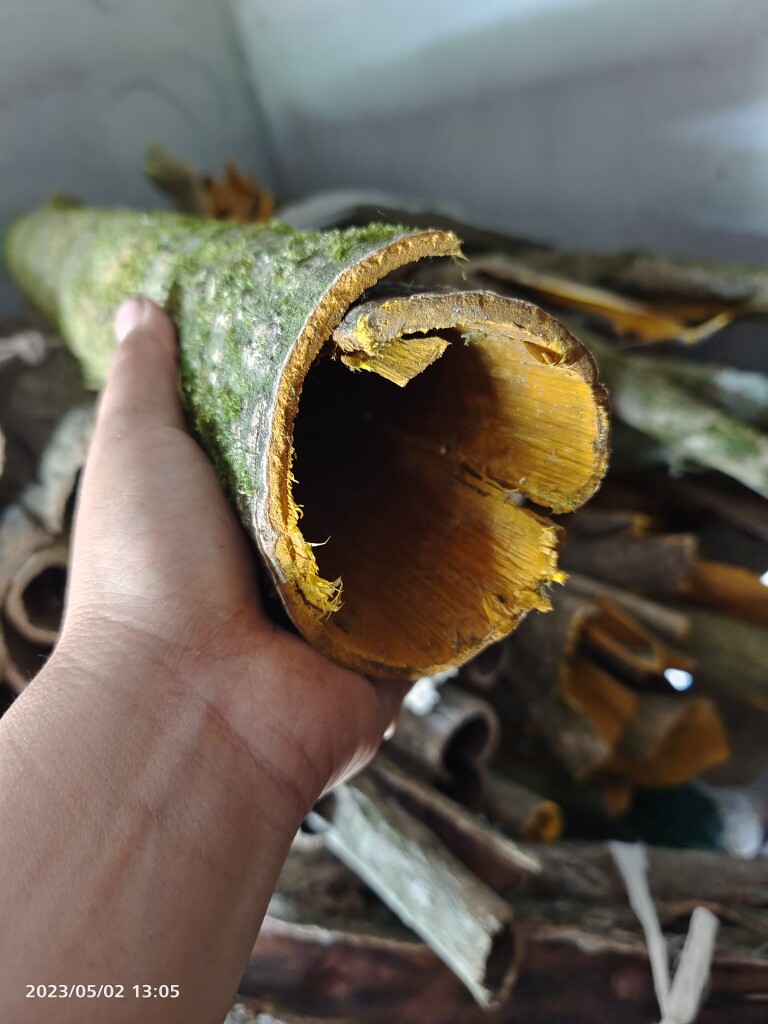 野生黄柏几十年的黄柏中药材去皮黄柏皮原生态川黄柏纯天檗晒干