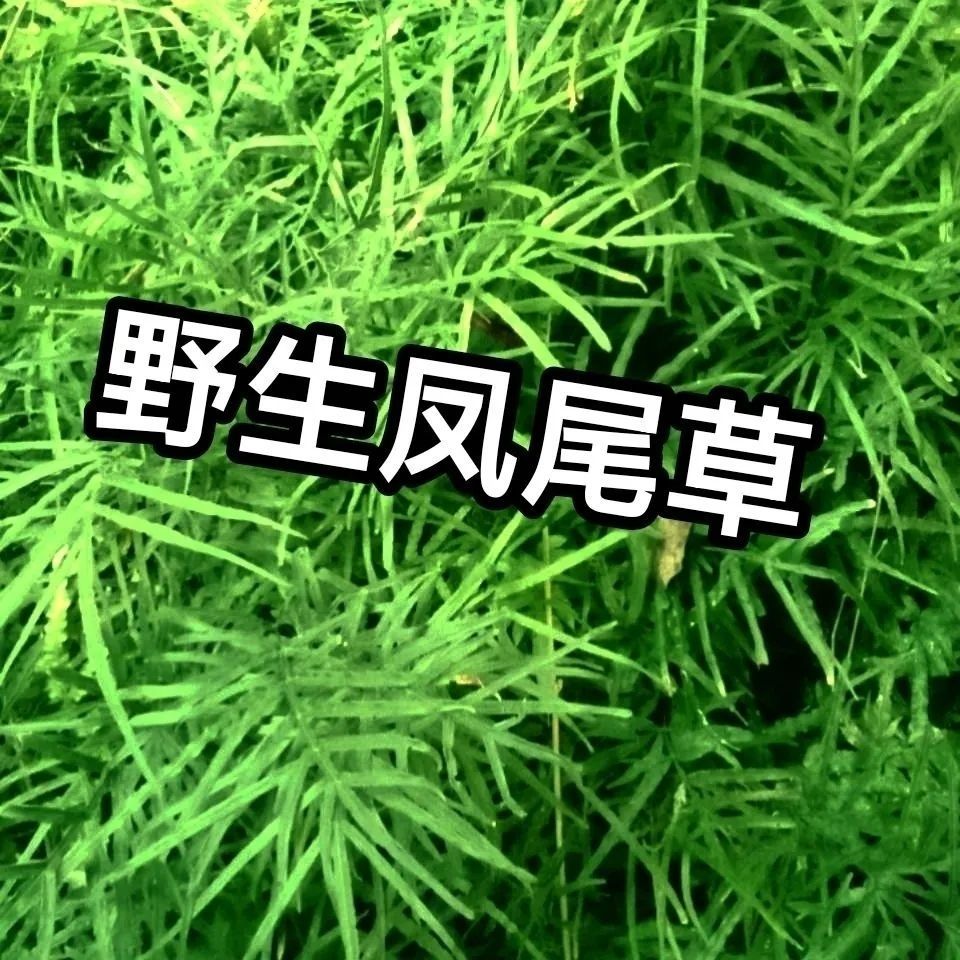 新货凤尾草 鸡爪草 鸡脚草新鲜晒干凤凰草金鸡尾井栏草优质