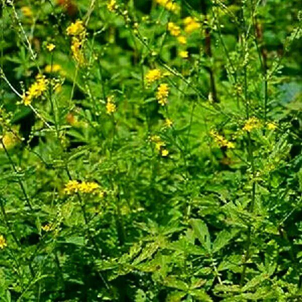 仙鹤草根中药材贵州野生仙鹤草根龙牙草根狼牙草根晒干仙鹤草根图片