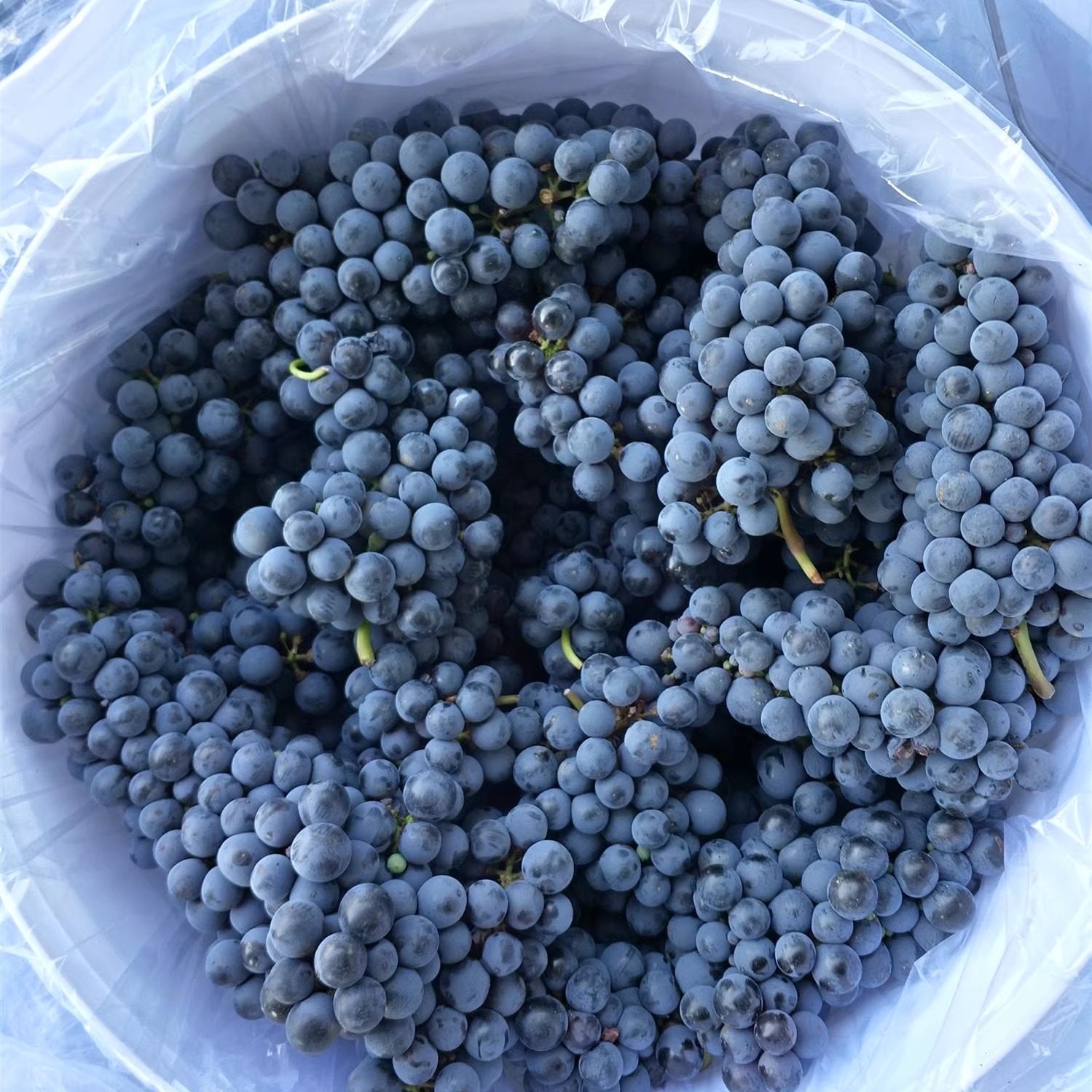 马瑟兰产地直发自酿红葡萄酒