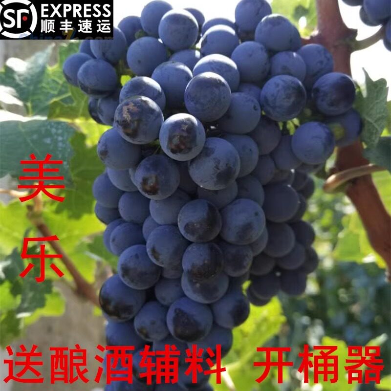 美乐酿酒葡萄产地直发新鲜现摘