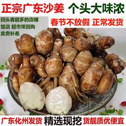 正宗新鲜沙姜化州山奈砂姜三赖生姜白切鸡椰子鸡猪脚调味配料可种